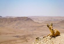 Goat lies in the Arava desert, Israel.