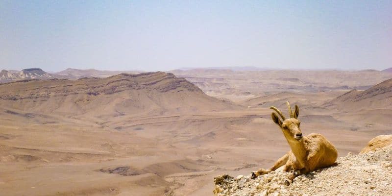 Goat lies in the Arava desert, Israel.
