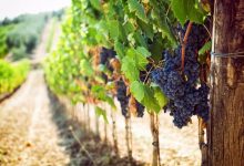 tuscan-vineyard-with-red-grapes