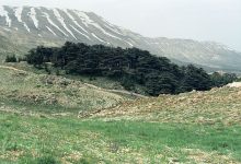 ארזי הלבנון למרגלות הרי הלבנון